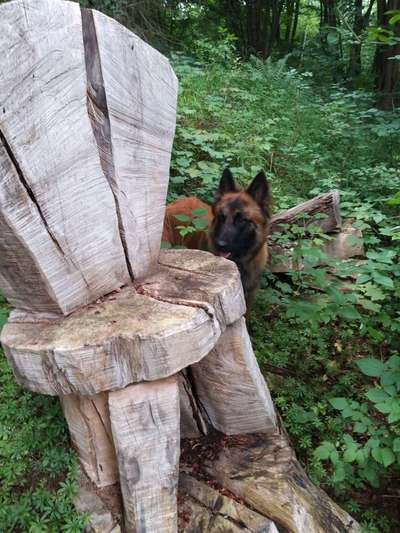 Foto -Challenge  Thema : Dein Hund Im Wald-Beitrag-Bild