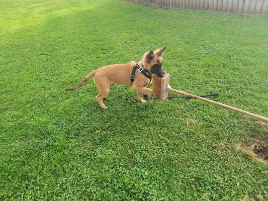 Dogorama Photo Challenge - Hündische Haushaltshilfe-Beitrag-Bild