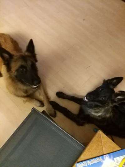 Deutsche Schäferhunde, Belgische Schäferhunde.-Beitrag-Bild