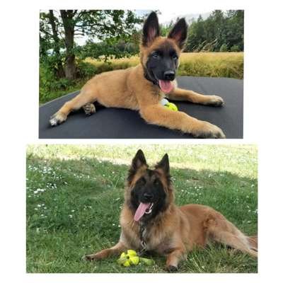 Vom Welpen zum Hund-Beitrag-Bild