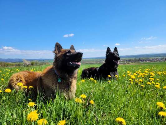 Dogorama Photo Challenge - Frühlingserwachen-Beitrag-Bild