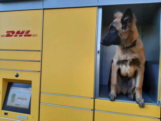 20. Farben Fotochallenge: Gold / Goldgelb / Stohgelb-Beitrag-Bild