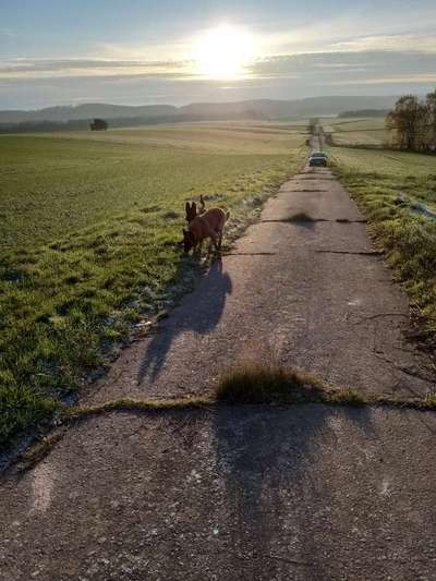 Dogorama Photo Challenge - Nebel-Beitrag-Bild