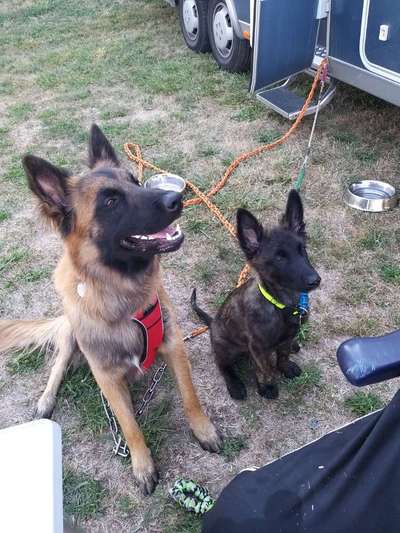 Schäferhund-Beitrag-Bild