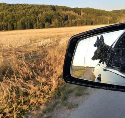 Dogorama Photo Challenge- Der Nase nach-Beitrag-Bild