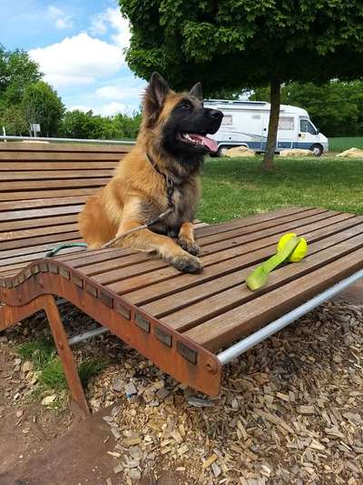 36. Handy Foto Challenge - Sonnenanbeter-Beitrag-Bild