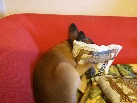 Dogorama Photo Challenge - Versteckspiel-Beitrag-Bild