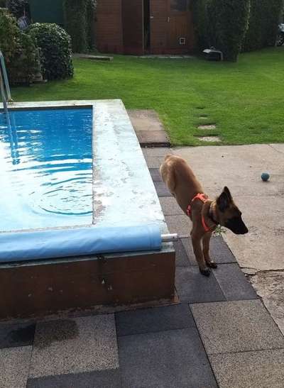 Dogorama Photo Challenge - Fail/Outtakes-Beitrag-Bild