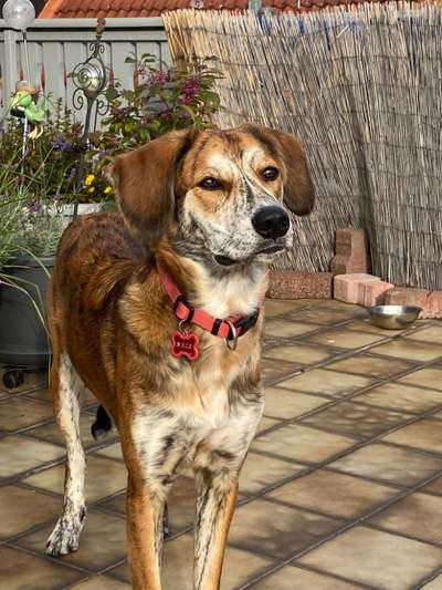 Hunde aus Griechenland-Beitrag-Bild