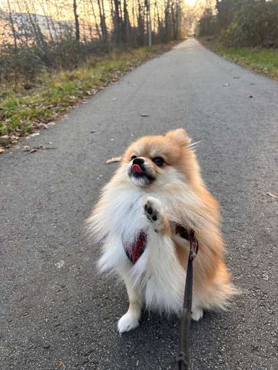 Hundetreffen-Gassi/Begegnung üben/Social Walk-Bild