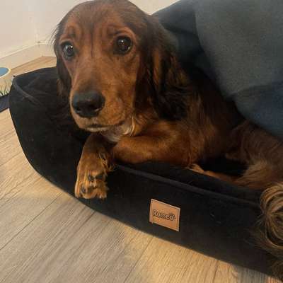 Hundetreffen-Hilfe bei ersten Schritten mit Muffin-Bild