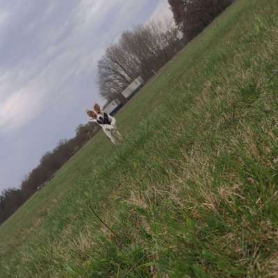 Hundetreffen-Suche Hunde die Lust haben zsm spazieren zu gehen-Bild