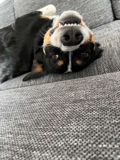 Dogorama Photo Challenge - lustigste Grimasse-Beitrag-Bild