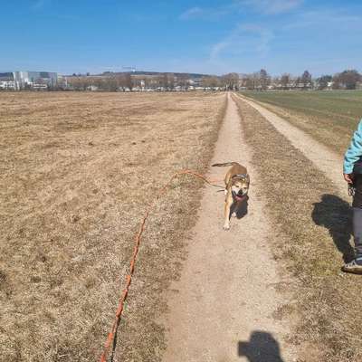 Hundetreffen-Laufen und spielen-Bild