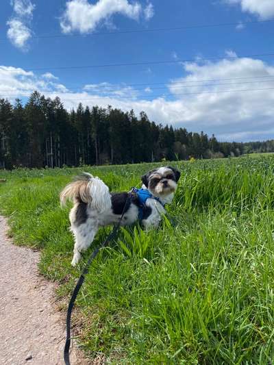 Hundetreffen-Hundebegegnungen üben, zusammen spazieren..(gerne mit etwas kleineren hunden)-Bild