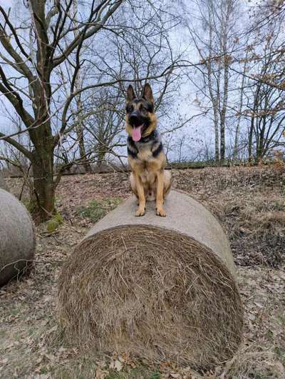 Hundetreffen-Treffen und Gassi Runde-Bild