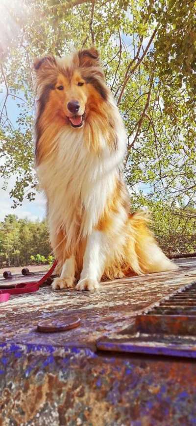 Langhaar Collies-Beitrag-Bild