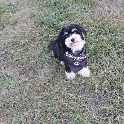 Hundetreffen-Gassi und Spieltreffen-Bild