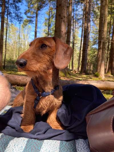 Hundetreffen-Spieltreffen Kleinhunde Olympiapark-Bild