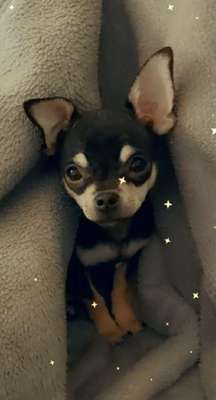 Wo sind die Chihuahua Besitzer ?-Beitrag-Bild