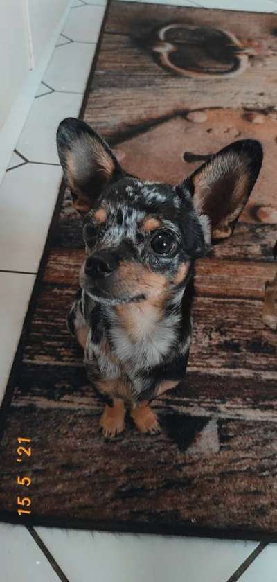 Wo sind die Chihuahua Besitzer ?-Beitrag-Bild