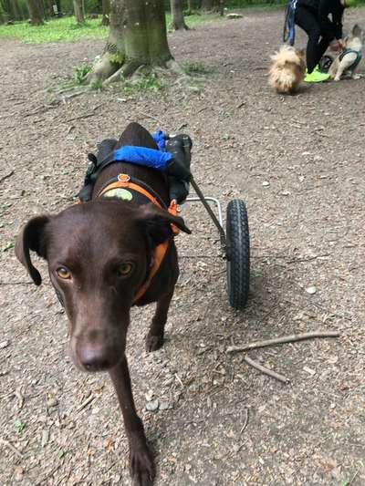 Hundetreffen-Social Walk-Bild