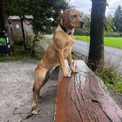 Hundetreffen-Soziale Kontakte für Labrador Nala 🐾-Bild