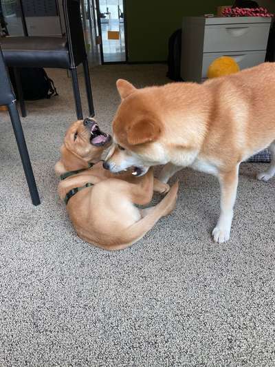 Hundetreffen-Soziale Kontakte für Labrador Nala 🐾-Bild