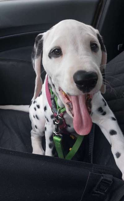 Tongue Out Tuesday-Beitrag-Bild