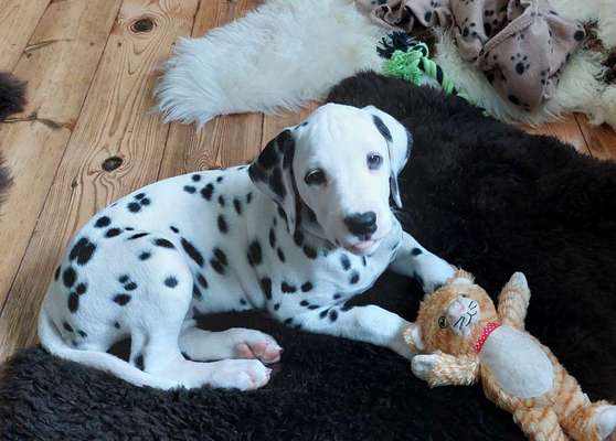 Tongue Out Tuesday-Beitrag-Bild