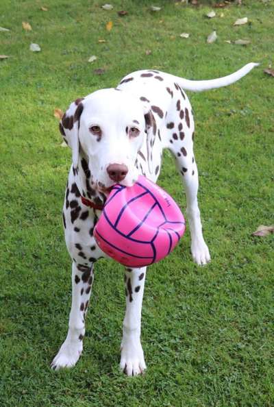 Dogorama Photo Challenge - Apportieren-Beitrag-Bild