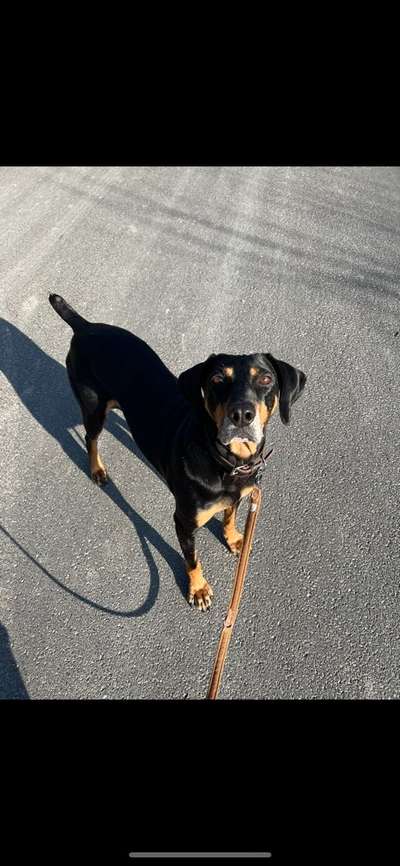 Hundetreffen-Trainingsspaziergang-Bild