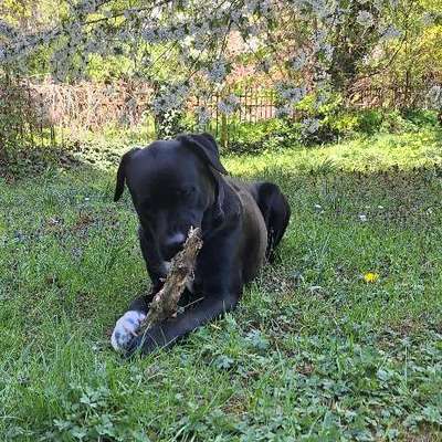 Hundetreffen-Hunde Treffen und gassi gehen-Bild