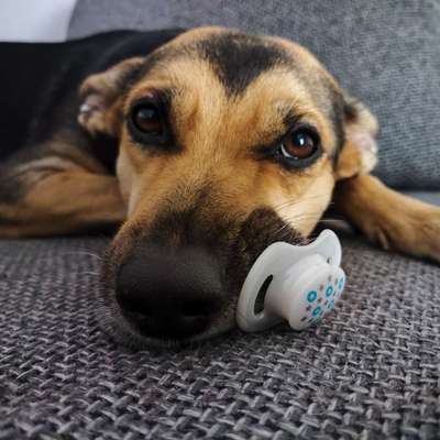 Dogorama Photo Challenge - Portrait-Beitrag-Bild