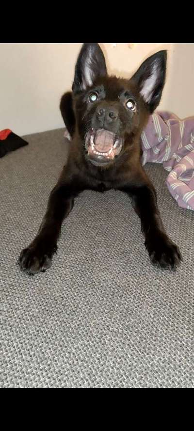 Dogorama Photo Challenge - Portrait-Beitrag-Bild