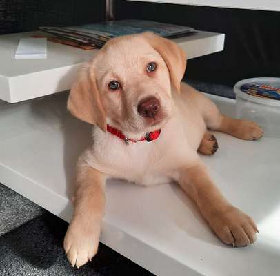 Welpen Bilder !-Beitrag-Bild