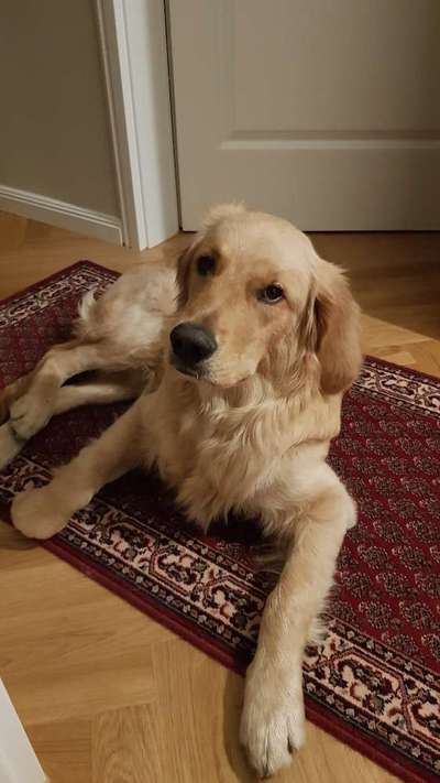 Golden Retriever-Beitrag-Bild