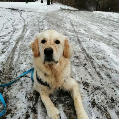 Hundetreffen-Social Walk-Bild