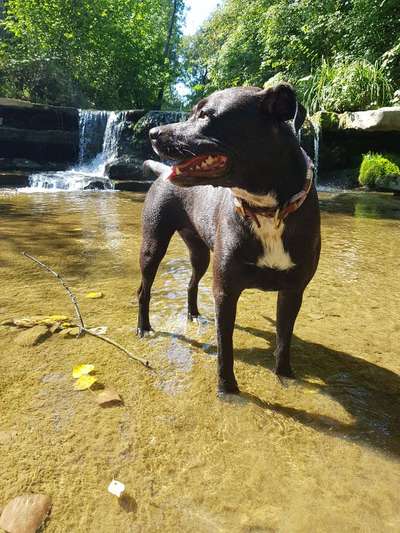 Dogorama-Monats-Challenge-Mai "Wasser"-Beitrag-Bild