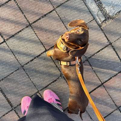 Hundetreffen-Dackel Treff✨-Bild