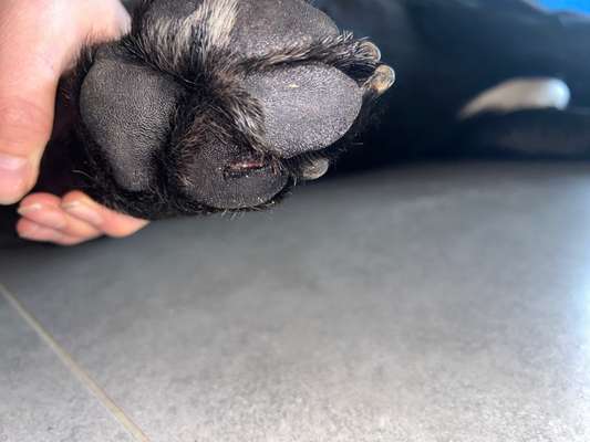 Schnittverletzung an der Pfote-Beitrag-Bild