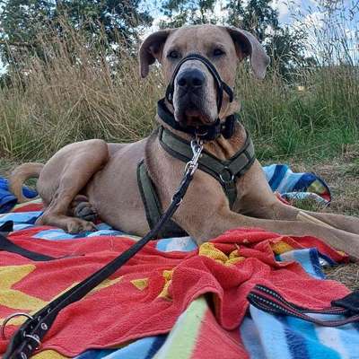 Hundetreffen-Hundbegegnung und Gassi gehen-Bild