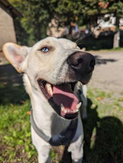 TierschutzhundeStammtisch🐕-Beitrag-Bild