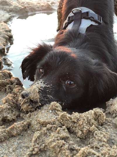 Dogorama Photo Challenge - Hundeblick zum hinschmelzen-Beitrag-Bild