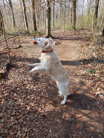 Wie oft gassi?-Beitrag-Bild