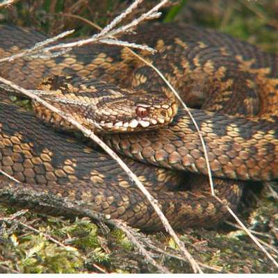 Giftköder-Kreutzottern und Ammen-Dornfinger Spinne-Bild