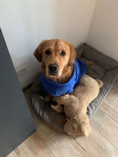 Wo sind die Golden Retriever Liebhaber?-Beitrag-Bild