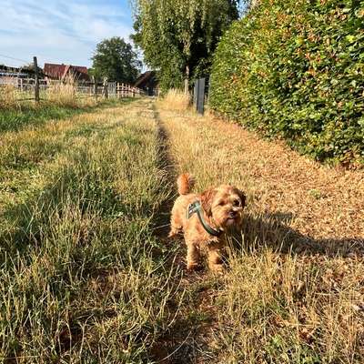 Hundetreffen-Gassi- und Spielrunde-Bild