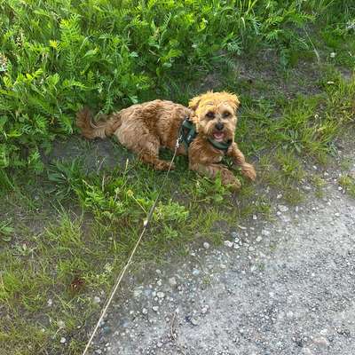 Hundetreffen-Gassi- und Spielrunde-Bild