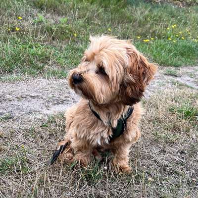 Hundetreffen-Gassi- und Spielrunde-Bild